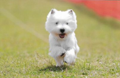 A West Highland Terrier running in the grass