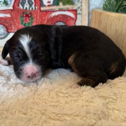 Boy 4 - Merle male Bernedoodle puppy in Perryville, Maryland from Heavenly Heritage Dachshunds and Doods
