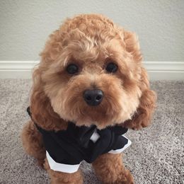 Koda - Poodle