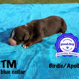 RTM Blue collar - Red tri-color male Australian Shepherd puppy in Greenville, Texas from Amandas Aussies