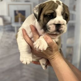 Bulldog Puppies from Sweet Rolls