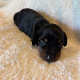 Poppy - Black and tan female Dachshund puppy in Glen Saint Mary, Florida from 🍯 Honey Pot Dachshunds 🐾