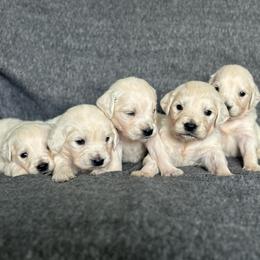 Pick 5 - Light golden male Golden Retriever puppy in Waterford, Pennsylvania from Living on Faiths Golden Retrievers
