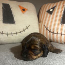 Boy 1- Raph - Chocolate and tan male Dachshund puppy in Dorchester, Texas from Texas Mini Dachs