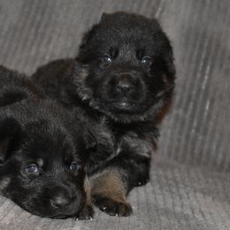 German Shepherd Puppies from Shepherds of Anarchy
