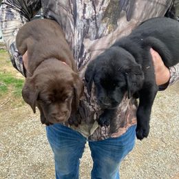 Labrador Retrievers from Robin Wood