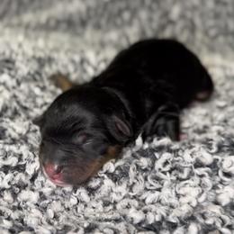 Sunny - Black tri female Miniature Australian Shepherd puppy in Michie, Tennessee from Acton Aussies