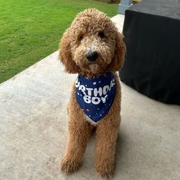 Murphy - Goldendoodle