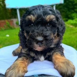 Sox - Tri-color male Bernedoodle puppy in Sherman, Illinois from Shirl Doodle Life
