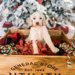 Poodle Puppies from LeBaron Standard Poodles