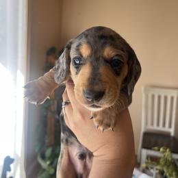 Peter (Cornelius) Parker - Dapple male Dachshund puppy in Yuba City, California from The Navarro Furbabies