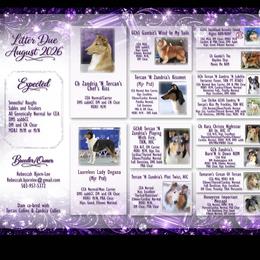 Collie puppies from Laurelee Collies