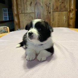 Purple - Black and white male Cardigan Welsh Corgi puppy in Divide, Colorado from Aspen Peak Corgis