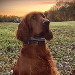 Reba - Irish Setter