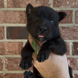 Male 1 - Black brindle male Dutch Shepherd puppy in Fayetteville, North Carolina from Iron Sight K9s