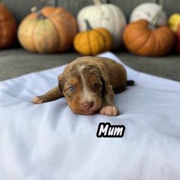 Mum - Sable female Aussiedoodle puppy in Ellenburg Center, New York from Kristin's Puppies