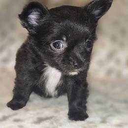 Freddy - Black and white male Chihuahua puppy in Plainfield, Indiana from Abby's Pampered Pooches