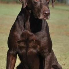 Labrador Retrievers from Tnt's chocolate labs