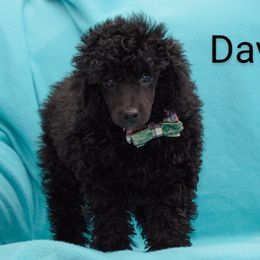 David - Black Poodle puppy in White Plains, Kentucky from Puppy Love by Elizabeth
