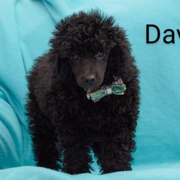David - Black Poodle puppy in White Plains, Kentucky from Puppy Love by Elizabeth
