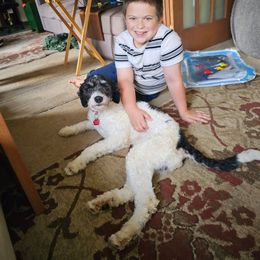 Snoopy - Bernedoodle