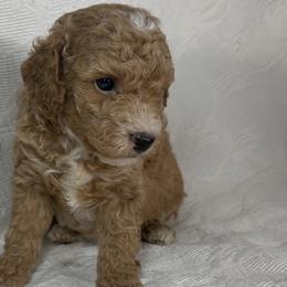 Miniature Australian Shepherds and Poodles from KE of Misty Meadows