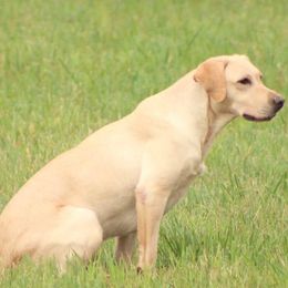 Labrador Retrievers from Greenwing Kennel