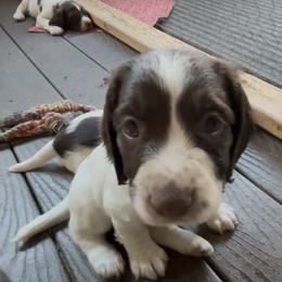 English Springer Spaniel Puppies from Country Estates Spaniels