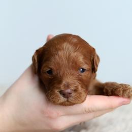 Blue - Caramel red male Australian Labradoodle puppy in Williamstown, New York from Lewis Manor Labradoodles