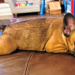 French Bulldogs from Shady River Frenchies