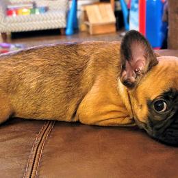 French Bulldogs from Shady River Frenchies