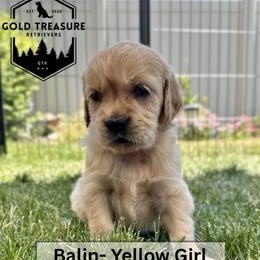Girl 4 - Golden female Golden Retriever puppy in Star, Idaho from Gold Treasure Retrievers