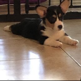 American Corgi and Pembroke Welsh Corgi Puppies from Red White & Bluie Corgi