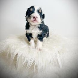 Maggie - Tri-color female Bernedoodle puppy in Otisville, Michigan from Danie’s Darling Doodles LLC
