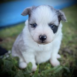 Glitter - Blue merle female Toy Australian Shepherd puppy in North Lakeport, California from Wild Rose Ranch