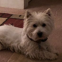 West Highland White Terriers from Sherries Westies