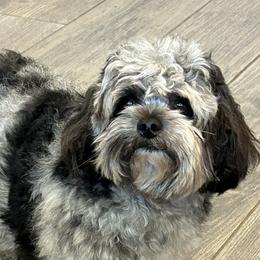 Gemma - Cockapoo