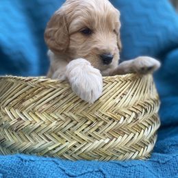 Australian Labradoodle Puppies from Salona- Australian Labradoodles of North America