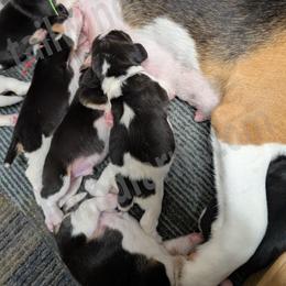 White - Black tan and white female Beagle puppy in Vallejo, California from Tailwindfarm