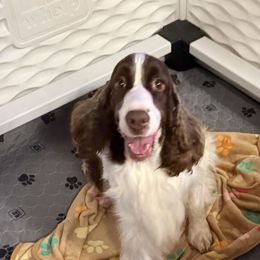 Lainey - English Springer Spaniel