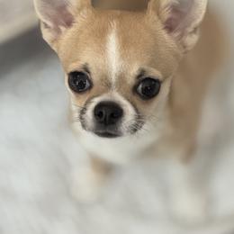 Bugs - Chihuahua