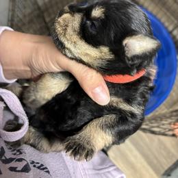 Red - Black and silver male Miniature Schnauzer puppy in Sparta, North Carolina from New River Miniature Schnauzers