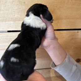 Female 1 - Black brown and white female Basset Hound puppy in Lindley, New York from Hill Top Basset Hounds & Cane Corso