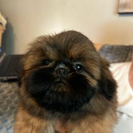 Boy 1 - Red male Shih Tzu puppy in Texas from A Sassy Soul Shih-Tzu
