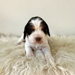 Purple - Liver white and tan female English Springer Spaniel puppy in Elk River, Minnesota from Currahee Fields Springers