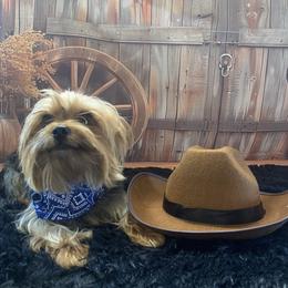 Max - Yorkshire Terrier