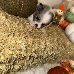 Eeyore - Blue parti male Pomeranian puppy in Tucson, Arizona from Pomutopia