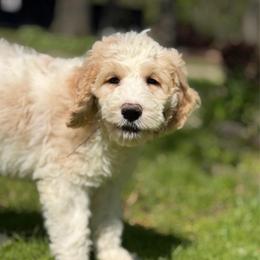 Daisy-purple collar - Parti female Saint Berdoodle puppy in Paw Paw, Michigan from ProAct Canines