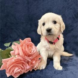 Francesca (Sunny) - Light golden female Golden Retriever puppy in Conroe, Texas from Tails of Cypress