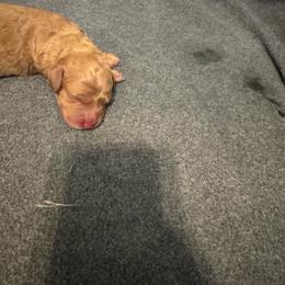Girl - Apricot female Goldendoodle puppy in Golden, Colorado from Golden Mesa Doodles